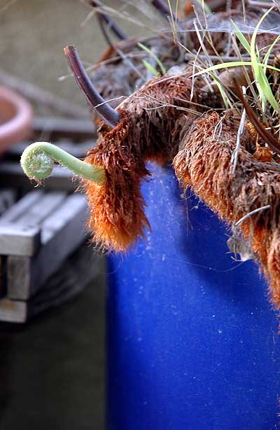 Squirrel's Foot Fern (Davallia trichomanoides), new growth