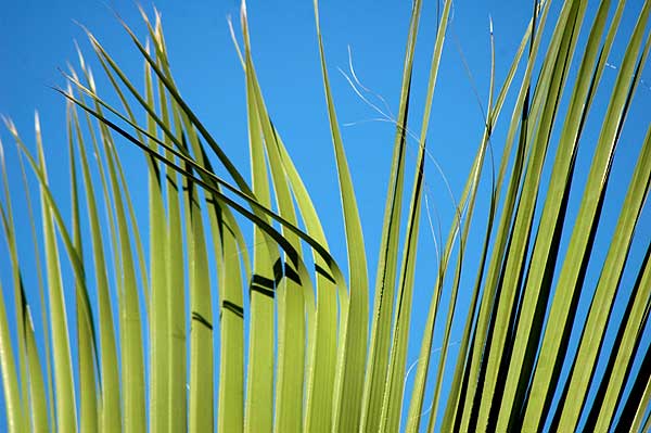The Geometry of Palms