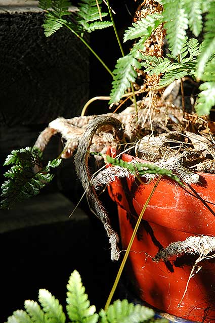 Rabbit's Foot Fern (Davillia fejeensis)