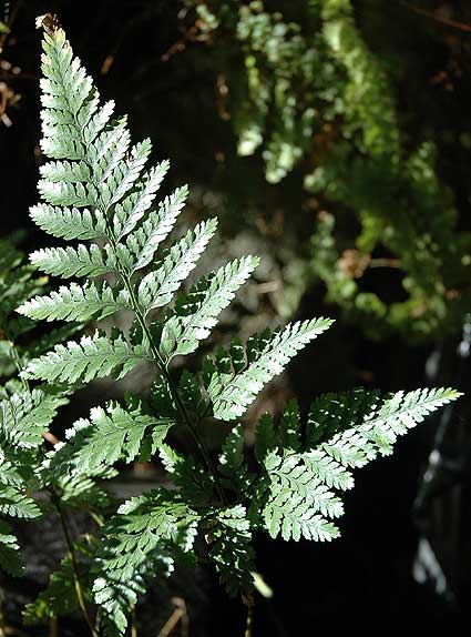 Rabbit's Foot Fern (Davillia fejeensis>