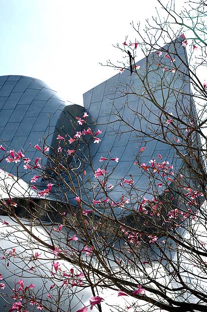 Flowering tree at the Walt Disney Concert Hall Garden, downtown Los Angeles