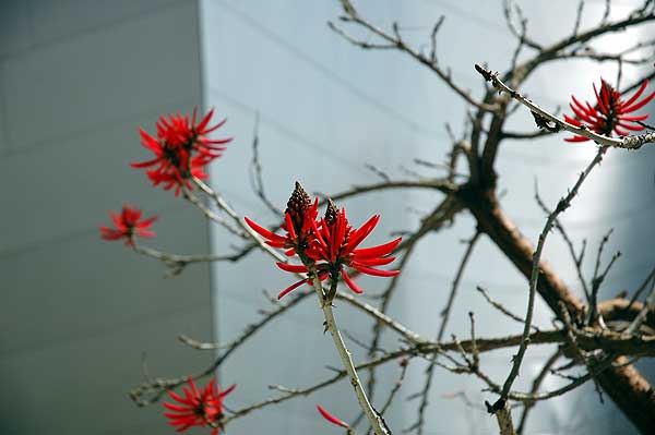 Coral tree - Erythrina x sykesii - at the Walt Disney Concert Hall Garden, downtown Los Angeles