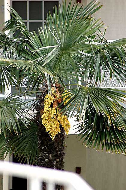 Palm in bloom, Laurel Avenue, Hollywood