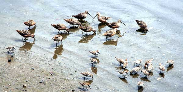 These are not Marbled Godwits at the edge of the sheltered lagoon in Playa del Rey, Los Angeles County