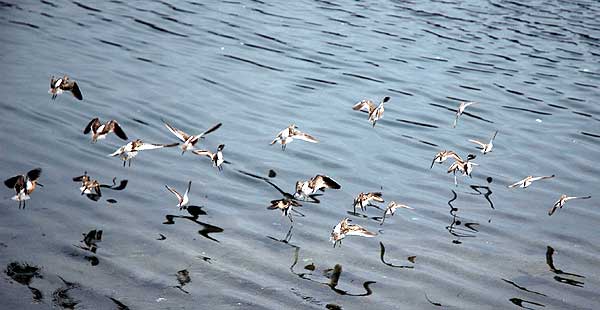 These are not Marbled Godwits at the edge of the sheltered lagoon in Playa del Rey, Los Angeles County