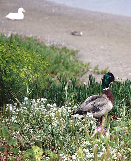 Duck at the edge of the sheltered lagoon in Playa del Rey, Los Angeles County