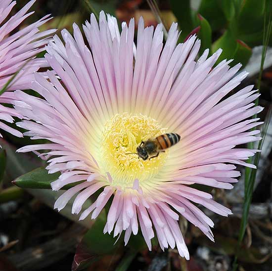 Bee pollinating ice plant blossom in Playa del Rey, Los Angeles County