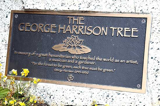The George Harrison Tree at Griffith Park Observatory, Griffith Park, Los Angeles (Hollywood)