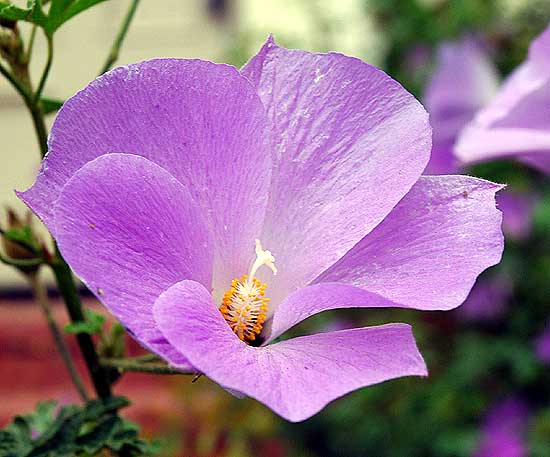 Bloom in front of an apartment building on the south west corner of Beverly and Sycamore, a few miles west of downtown Los Angeles, Saturday, May 13, 2006