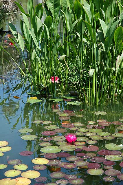 Nelumbo nucifera, Will Rogers Memorial Park on Sunset Boulevard, Beverly Hills 