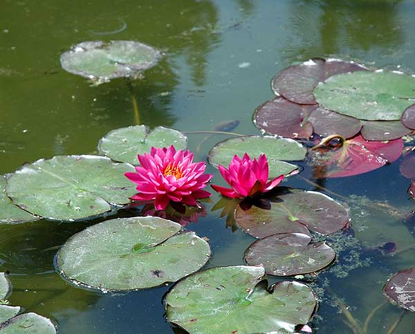 Nelumbo nucifera, Will Rogers Memorial Park on Sunset Boulevard, Beverly Hills 