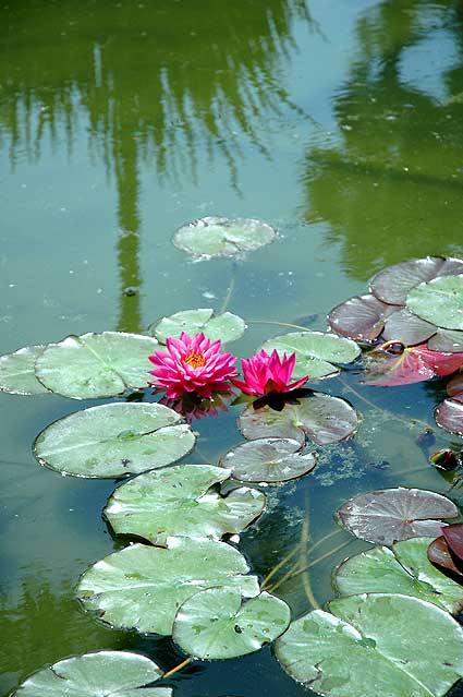 Nelumbo nucifera, Will Rogers Memorial Park on Sunset Boulevard, Beverly Hills 