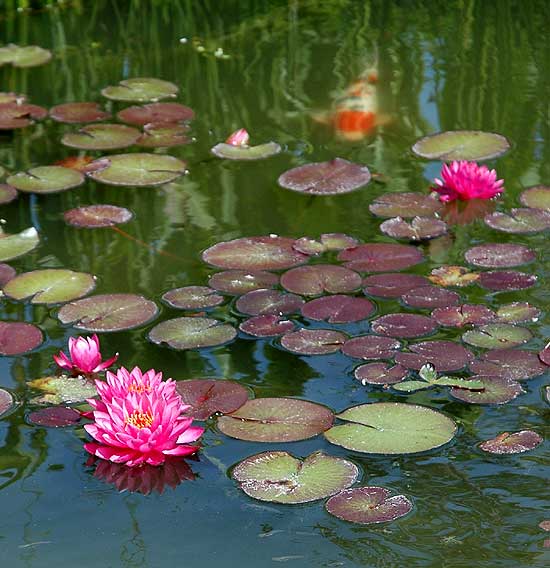 Nelumbo nucifera, Will Rogers Memorial Park on Sunset Boulevard, Beverly Hills 