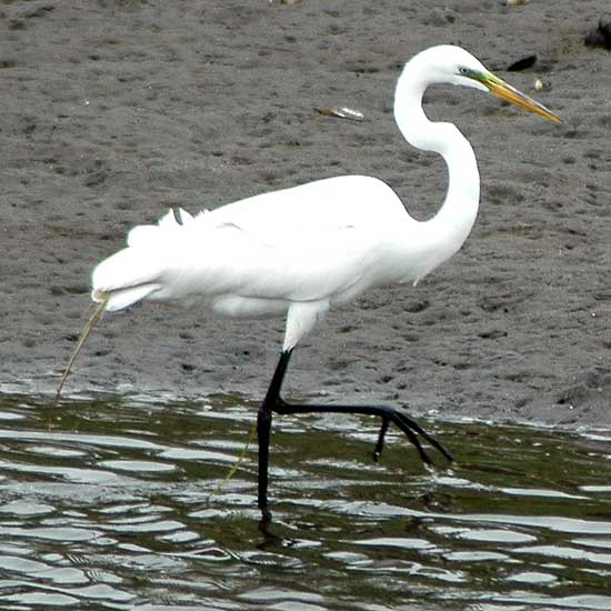 Egret, Venice California, May 18, 2006