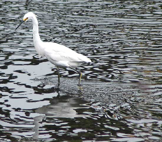 Egret, Venice California, May 18, 2006