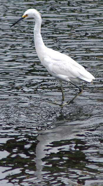 Egret, Venice California, May 18, 2006