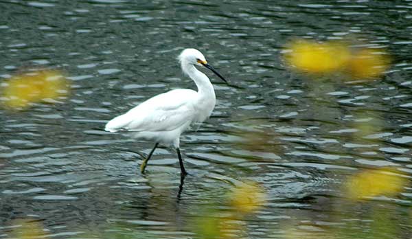 Egret, Venice California, May 18, 2006