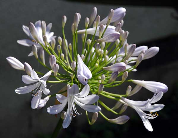 Agapanthus, North Laurel Avenue in Hollywood, Thursday, May 25, 2006, late afternoon