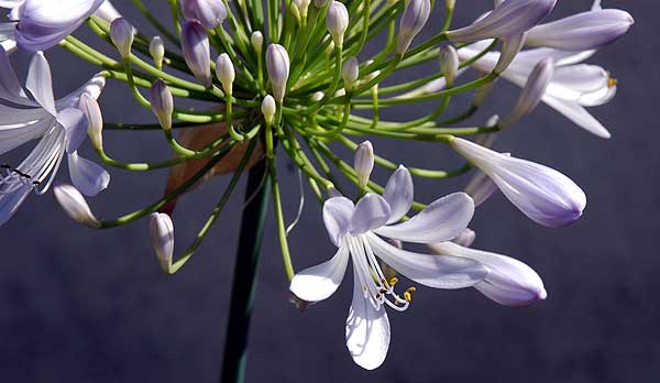 Agapanthus, North Laurel Avenue in Hollywood, Thursday, May 25, 2006, late afternoon