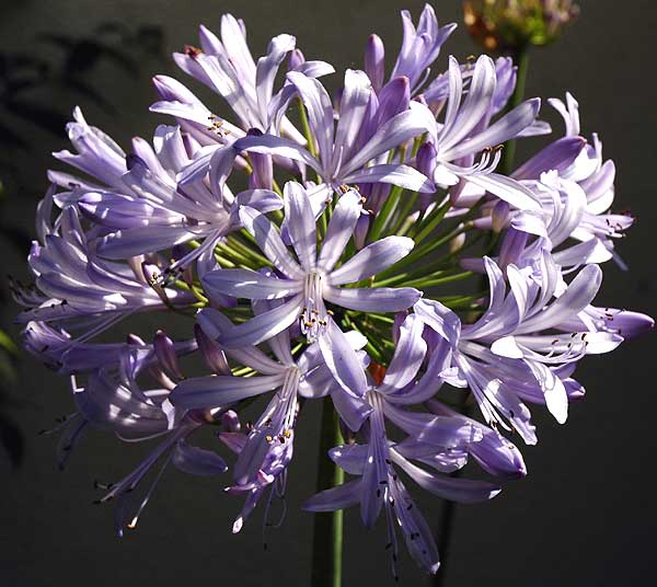 Agapanthus, North Laurel Avenue in Hollywood, Thursday, May 25, 2006, late afternoon