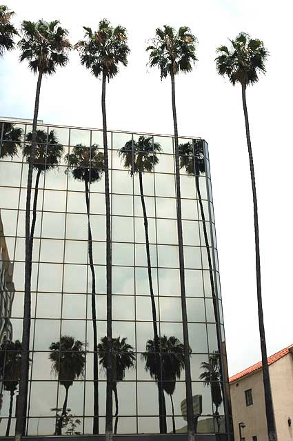 Palm trees with reflections, Hollywood Boulevard at North Sycamore