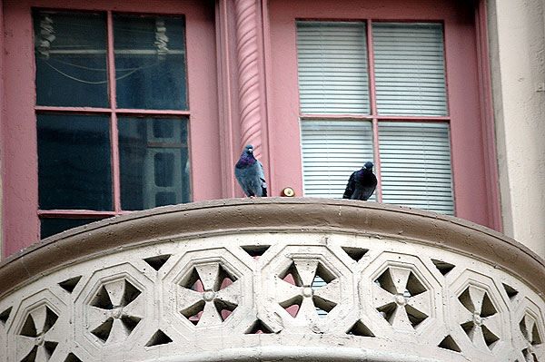 Two pigeons keeping an eye on Hollywood Boulevard