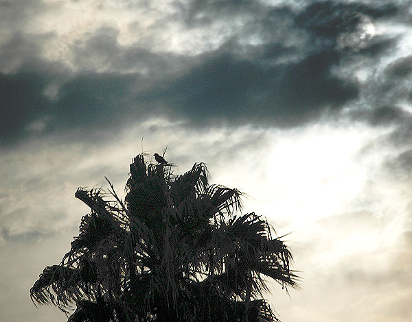 June gloom, Laurel Avenue, Hollywood, a raven in a palm in early evening -