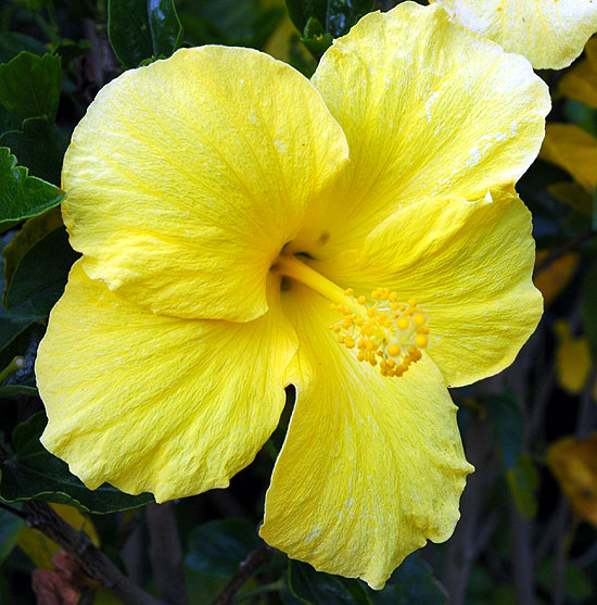 Hibiscus at the curb, Foothill and Lomitas, Beverly Hills