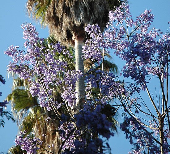 Jacaranda in bloom, North Hayworth Avenue, between Sunset Boulevard and Fountain Avenue, Los Angeles