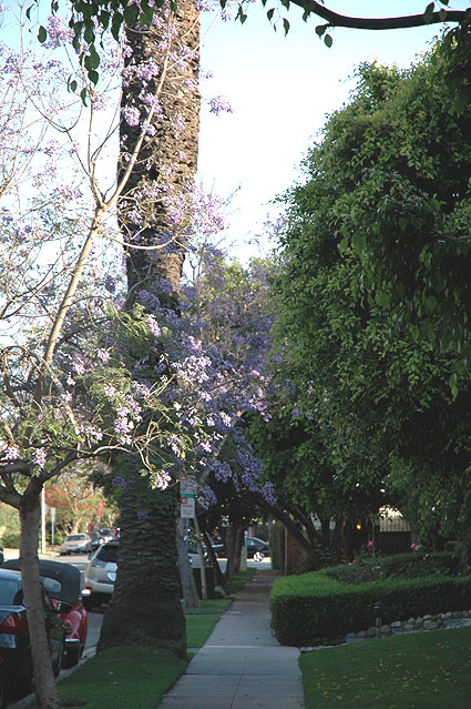 Jacaranda in bloom, North Hayworth Avenue, between Sunset Boulevard and Fountain Avenue, Los Angeles