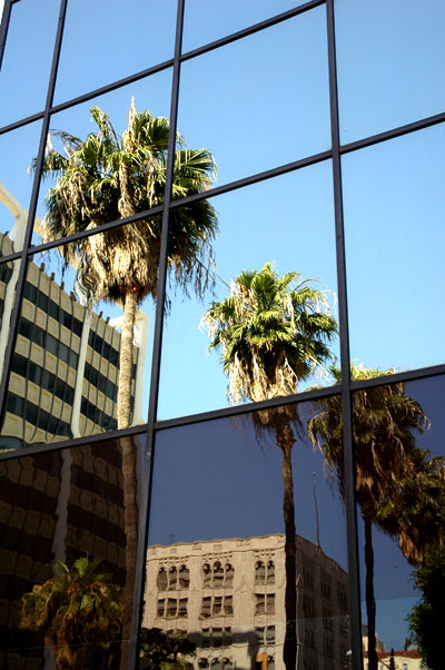 Palm trees on Hollywood Boulevard