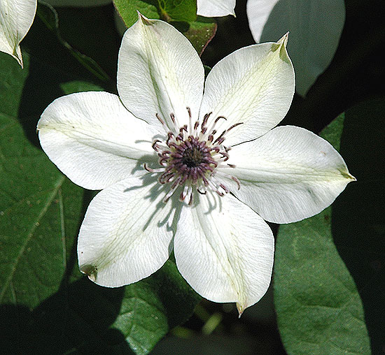 Botanical close-up