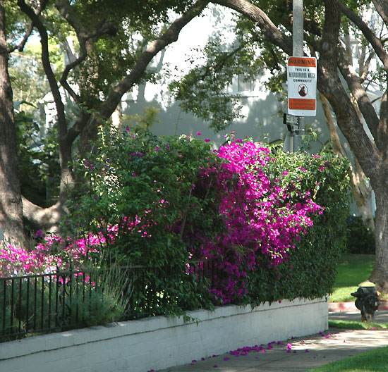 Bougainvillea, Selma Avenue, Hollywood