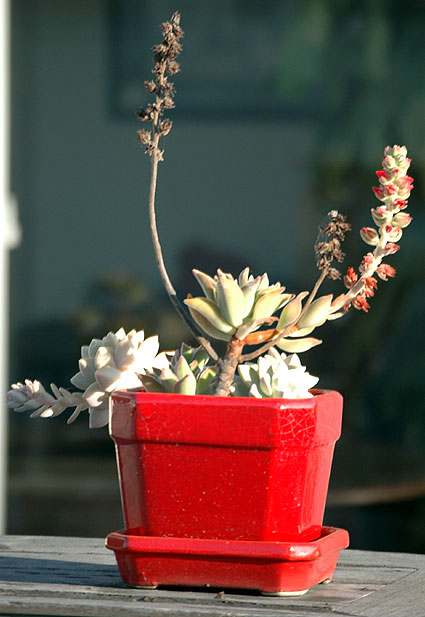 Succulents at Sunset on Sunset…