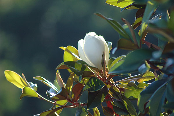 Magnolia Grandiflora - or southern magnolia, or bull bay - in bloom on Laurel Avenue, one block north of Sunset Boulevard in Hollywood, at sunset, Tuesday, June 20, 2006