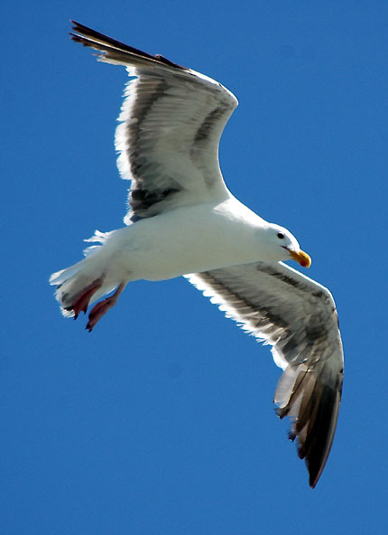 Gull in flight, above the Korean Bell of Friendship and Bell Pavilion, Angels Gate Park, San Pedro