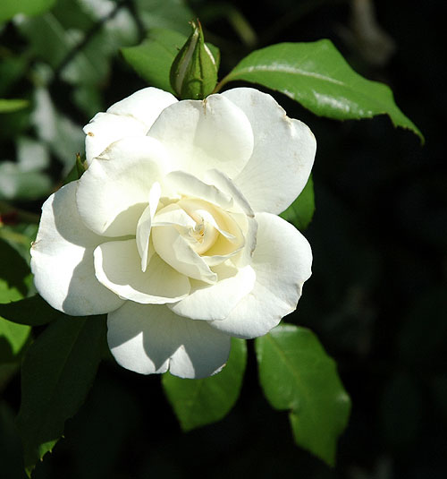 Rose, gardens of Greystone Mansion, Beverly Hills