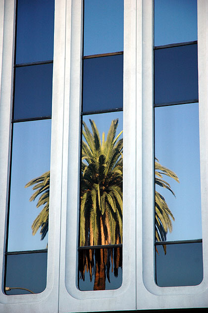 Palm tree reflected in glass