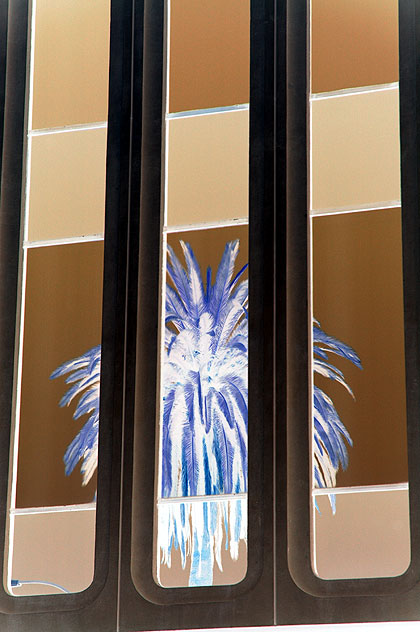 Palm tree reflected in glass - working negative