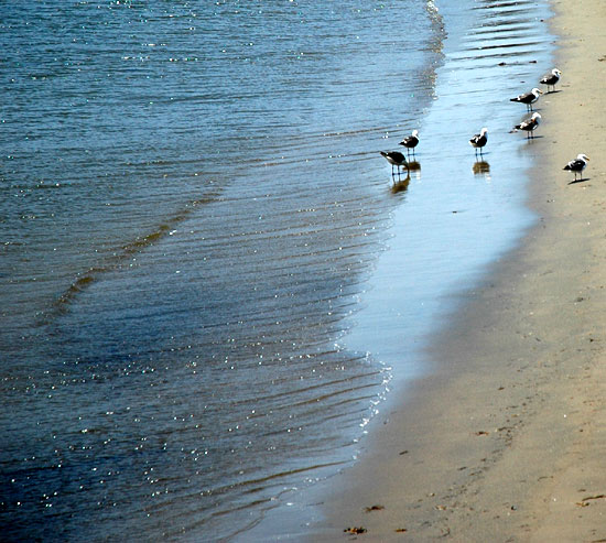 Gulls, Cabrillo Beach in San Pedro, California