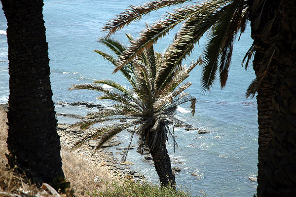 Palm tree at rock beach at the end of Barbara Avenue, San Pedro