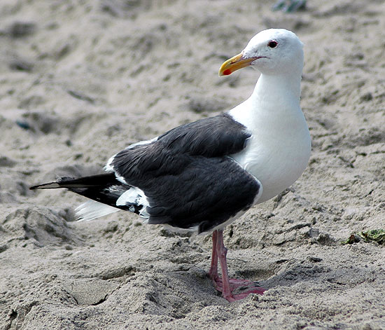 Western Gull - Larus occidentalis - Malibu California