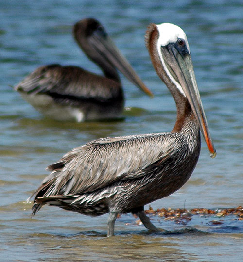 California Brown Pelican - Pelecanus occidentalis californicus