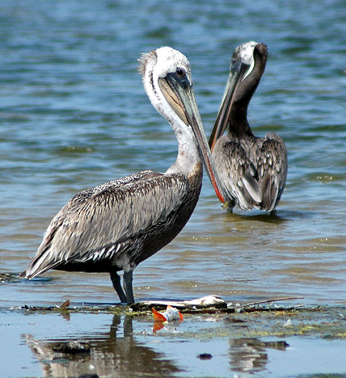 California Brown Pelican - Pelecanus occidentalis californicus