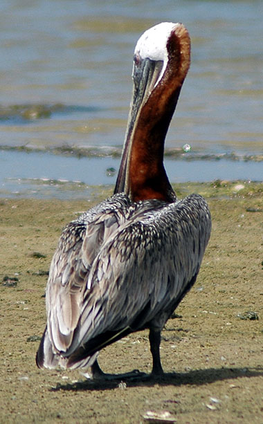 California Brown Pelican - Pelecanus occidentalis californicus