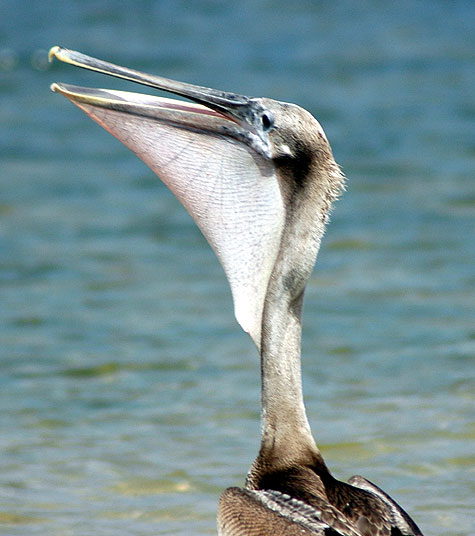 California Brown Pelican - Pelecanus occidentalis californicus