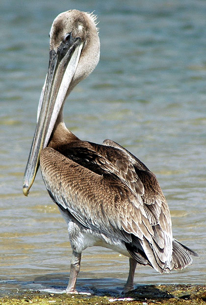 California Brown Pelican - Pelecanus occidentalis californicus