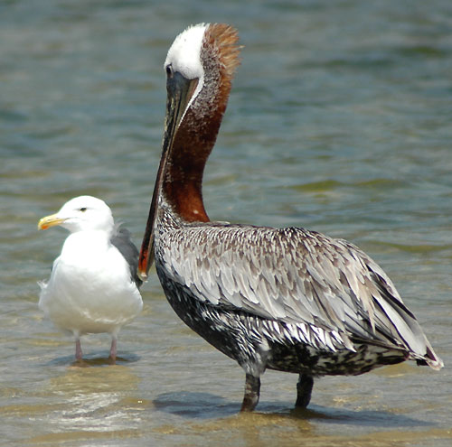 California Brown Pelican - Pelecanus occidentalis californicus