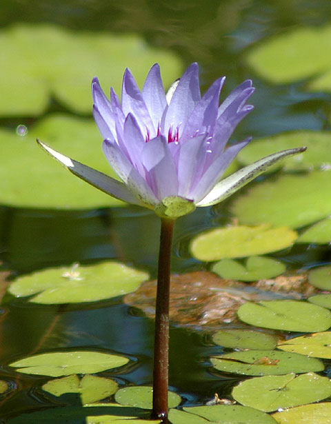 Water Lily, Will Rodgers Park, central Beverly Hills, Sunset Boulevard at Rodeo Drive