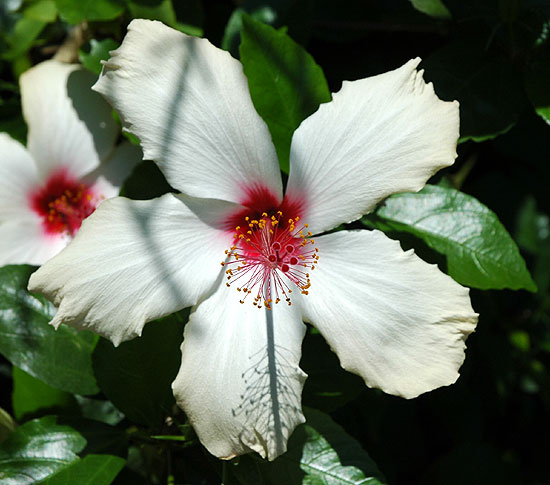 Hibiscus in the shadows -